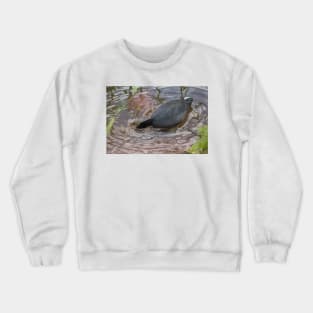 Hawaiian coot 3 Crewneck Sweatshirt